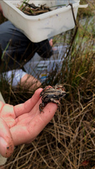 Semnodactylus wealii