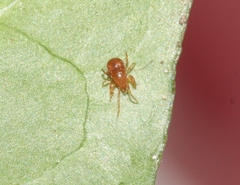 Pergamasus