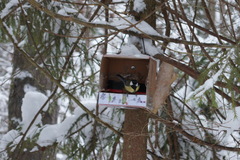 Parus major