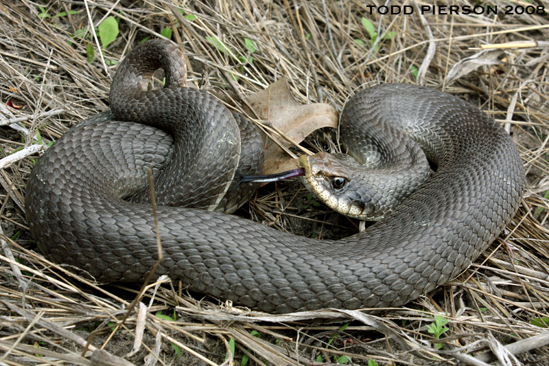 Eastern Hognose Snake (Reptiles of Alabama) · iNaturalist