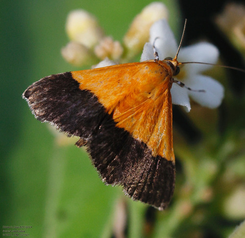 Pyrausta augustalis photo 5