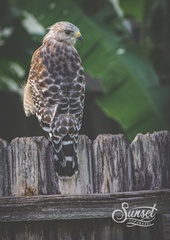 Buteo lineatus