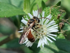 Lipotriches ceratina