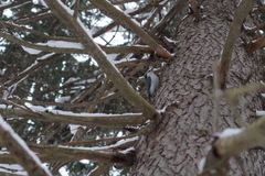 Sitta europaea