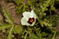Hibiscus trionum
