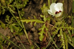 Hibiscus trionum