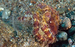 Amphioctopus siamensis