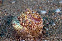 Amphioctopus siamensis