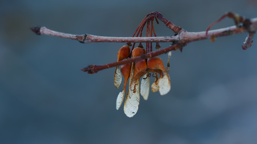 Rocky mountain maple