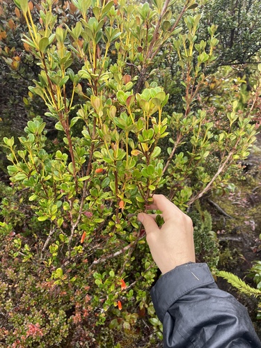 Rhododendron quadrasianum observed 2026-01-05
