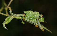 Euura pavida
