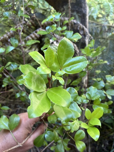 Melicope × mantellii, photograph 4