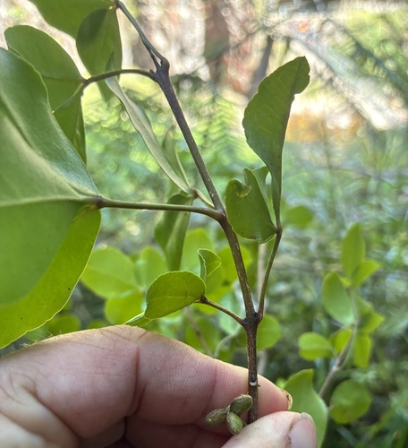 Melicope × mantellii, photograph 5