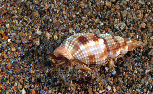 Phos roseatus, 2019-10-31