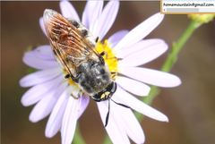 Stratiomys longicornis