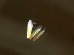 Paromenia quimbayensis