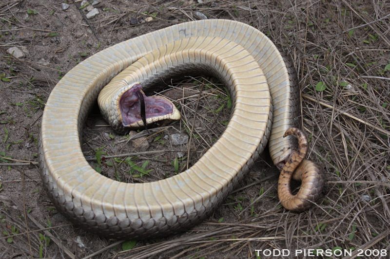PineryPP on X: Have you heard about the Eastern Hognose Snake