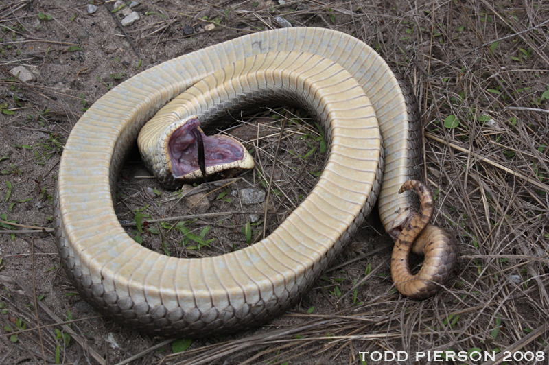 Maryland Biodiversity Project - Eastern Hog-nosed Snake (Heterodon