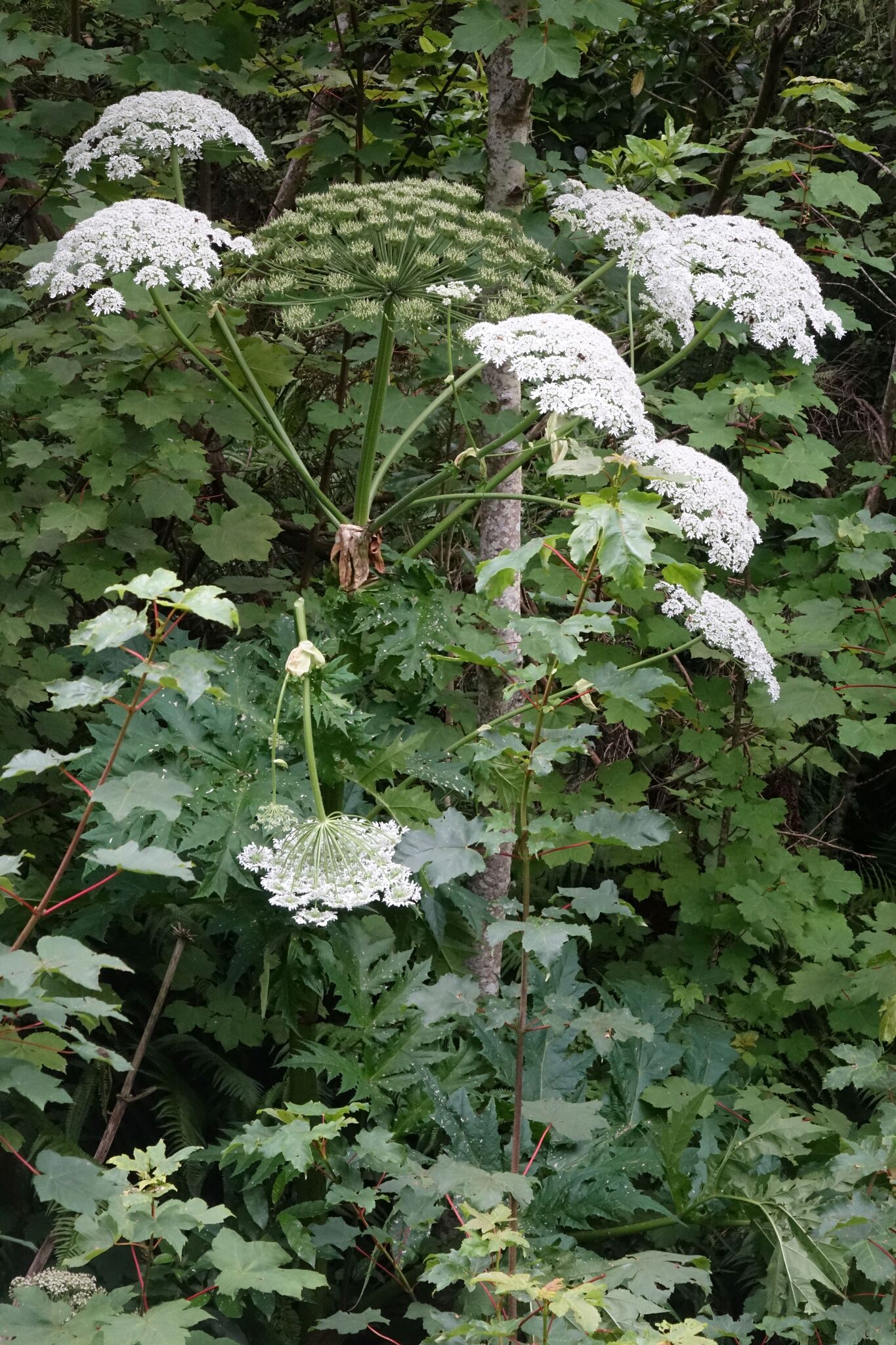 Giant hogweed (Heracleum mantegazzianum)