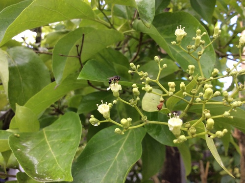 Premna serratifolia observed 2015-07-18