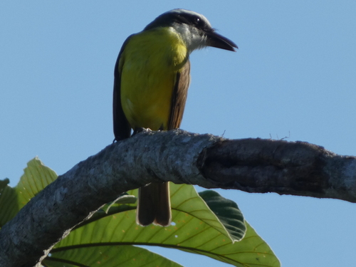 Boat-billed Flycatcher (Megarynchus pitangua), photo 9
