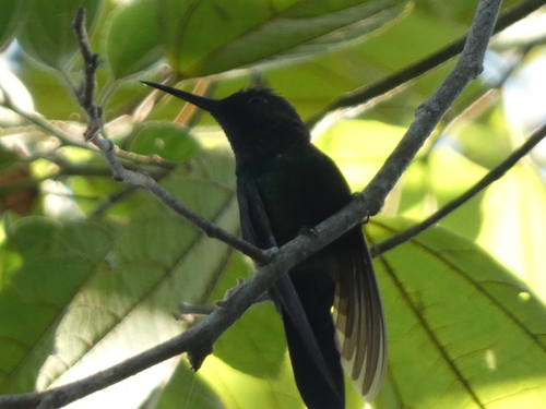 Mexican Woodnymph (Eupherusa ridgwayi), photo 9
