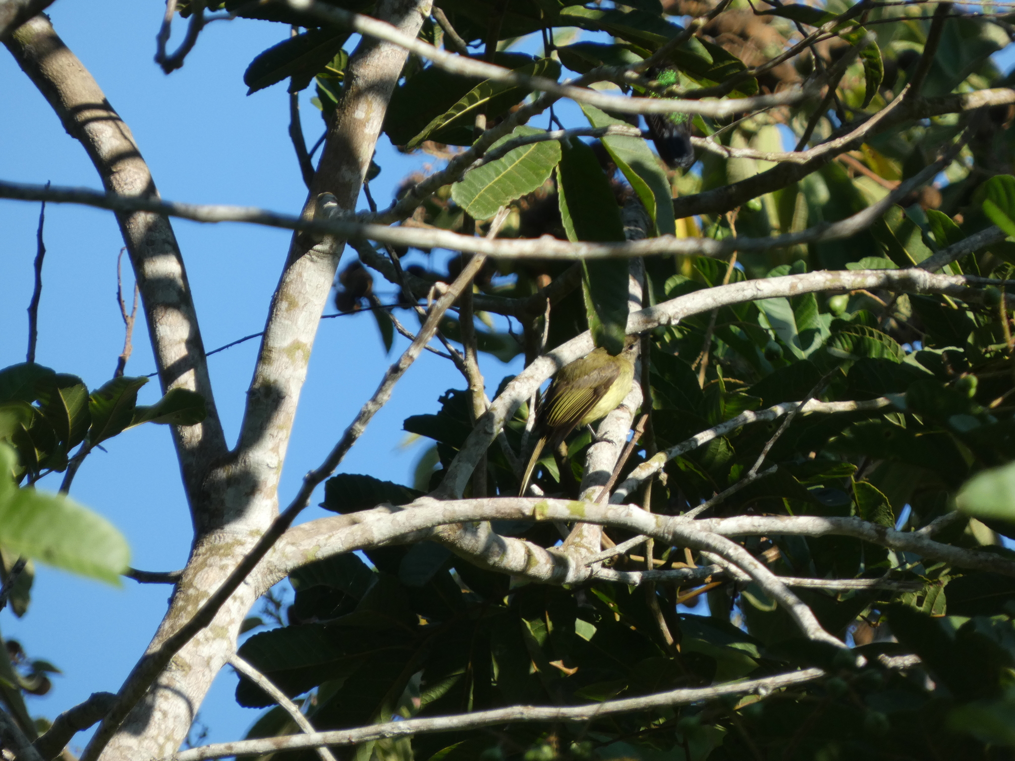 Greenish Elaenia (Myiopagis viridicata), photo 2