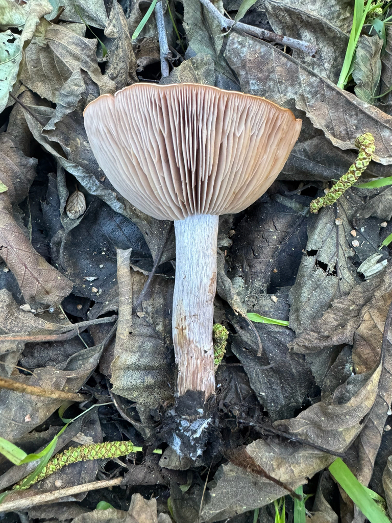 Collybia nuda · January 2026 · photo: © travis566 (iNaturalist, cc-by)