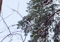 Turdus pilaris