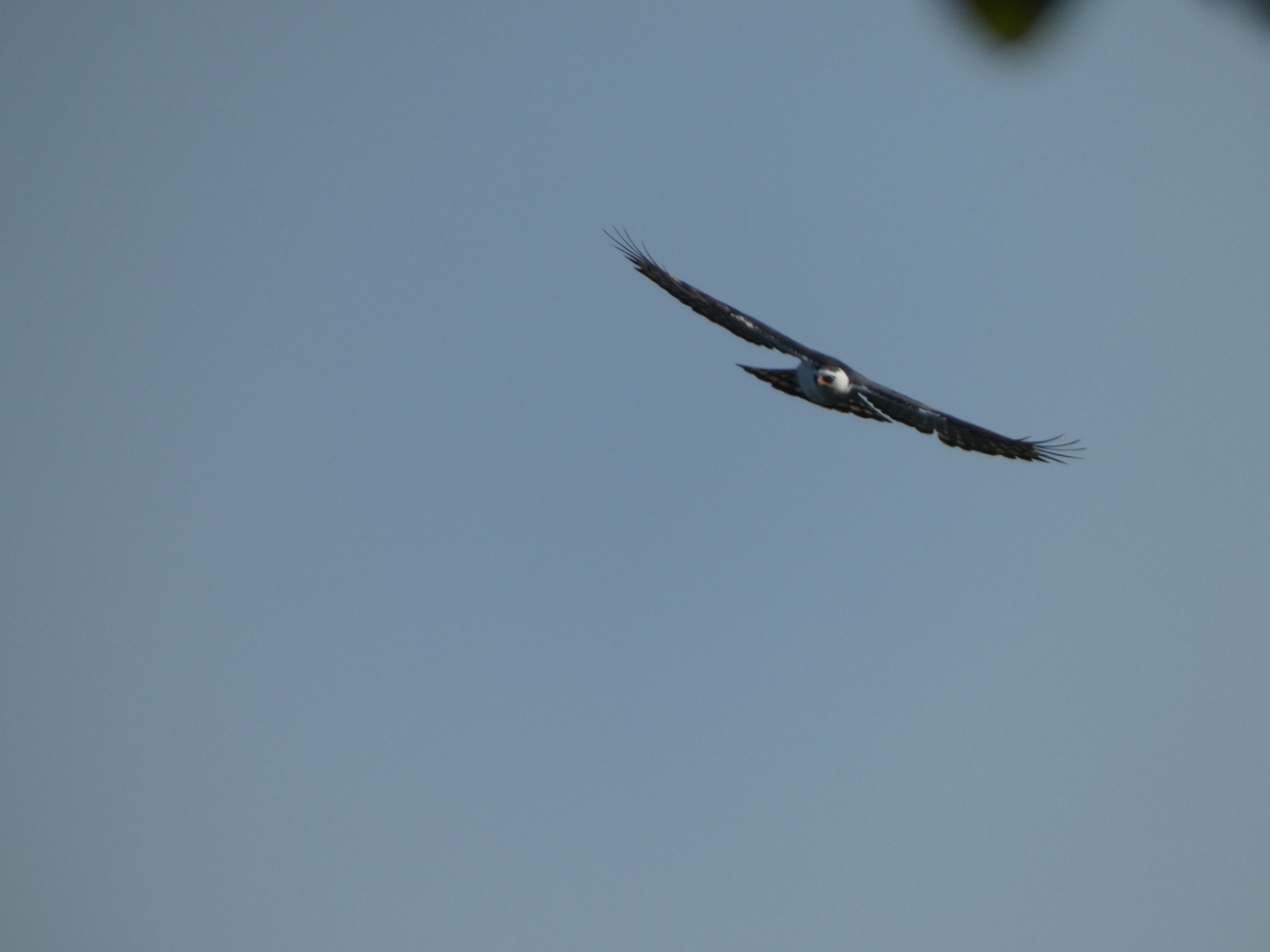 Black-and-white Hawk-Eagle (Spizaetus melanoleucus), photo 7