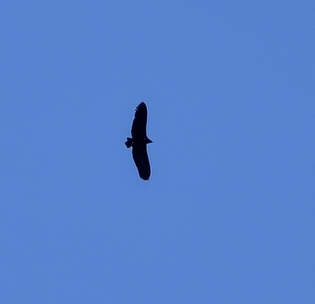 Aegypius monachus (Linnaeus, 1766)