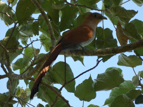 Common Squirrel Cuckoo (Piaya cayana), photo 8