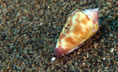 Conus tessulatus