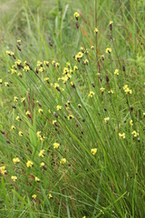Xyris capensis