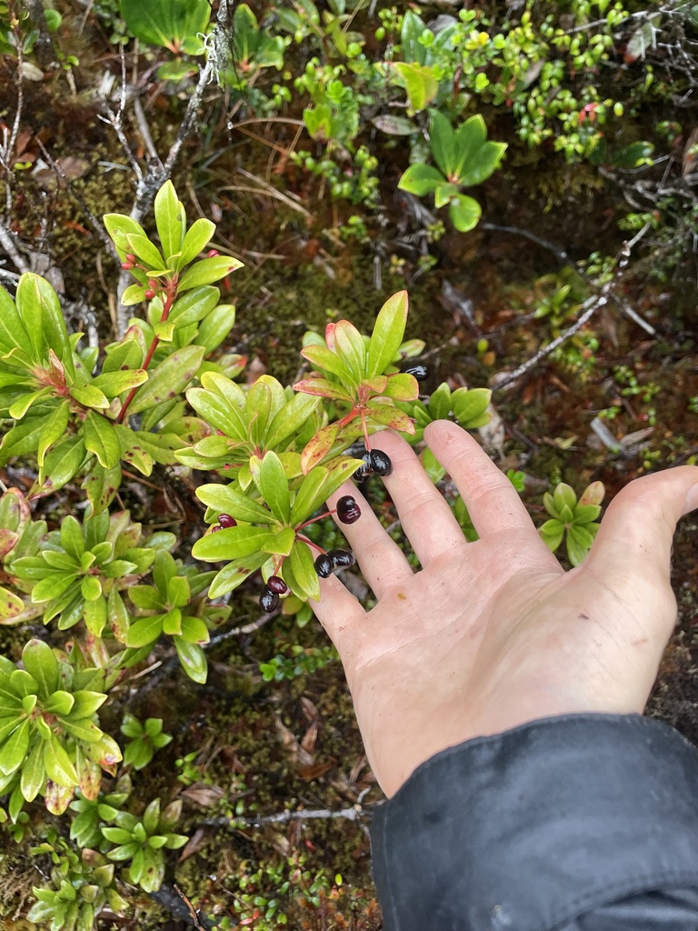 Drimys piperita (Drimys piperita)