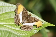 Adelpha cytherea