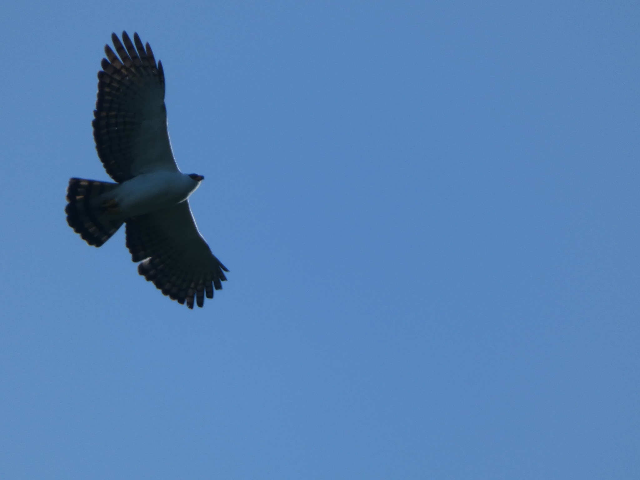 Black-and-white Hawk-Eagle (Spizaetus melanoleucus), photo 8
