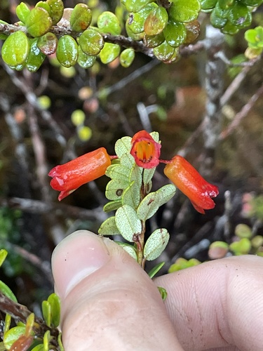 Rhododendron quadrasianum observed 2026-01-05