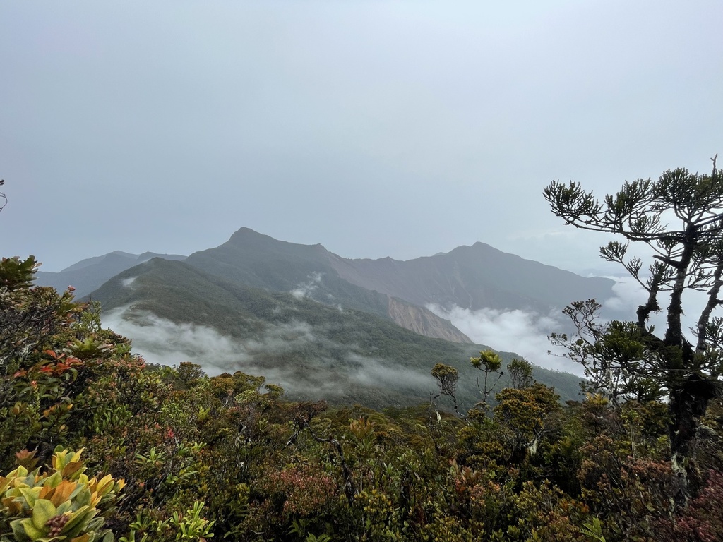 Dacrycarpus steupii (Dacrycarpus steupii)