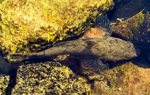 Dark sleeper (Odontobutis obscura) — Odontobutidae — 5