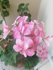 Pelargonium