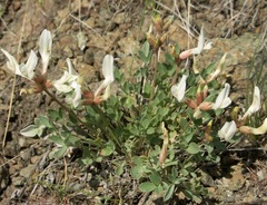 Astragalus helmii tergeminus