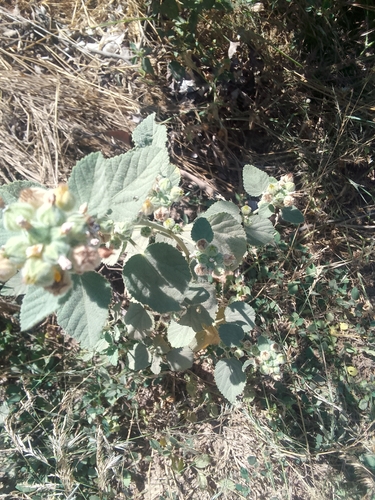 Indian Valley false mallow