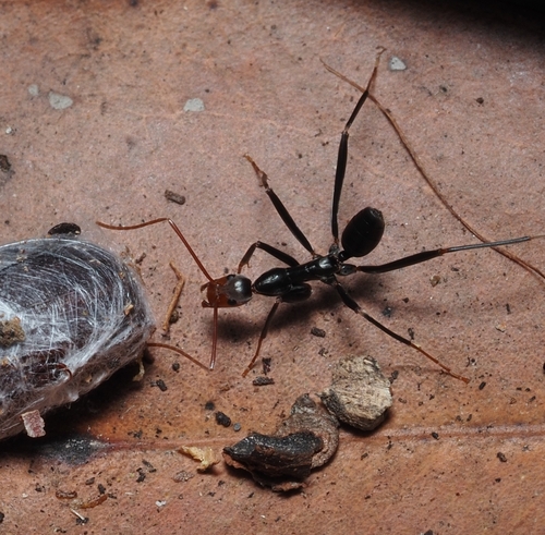 Leptomyrmex wiburdiLeptomyrmex wiburdi