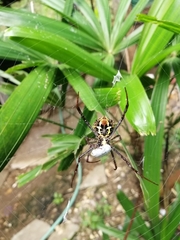 Argiope