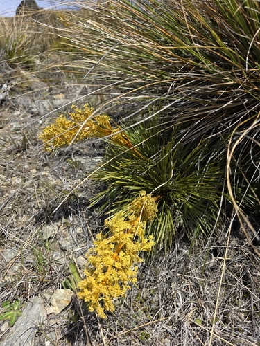 Aciphylla montana (Aciphylla montana)