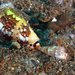 Conus ammiralis - Photo (c) craigjhowe, μερικά δικαιώματα διατηρούνται (CC BY-NC)