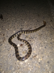 Hydrops triangularis