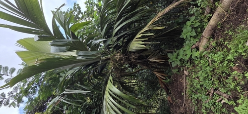 Pelagodoxa henryana observed 2026-01-08