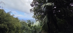 Pelagodoxa henryana, photograph author not stated, no rights reserved
